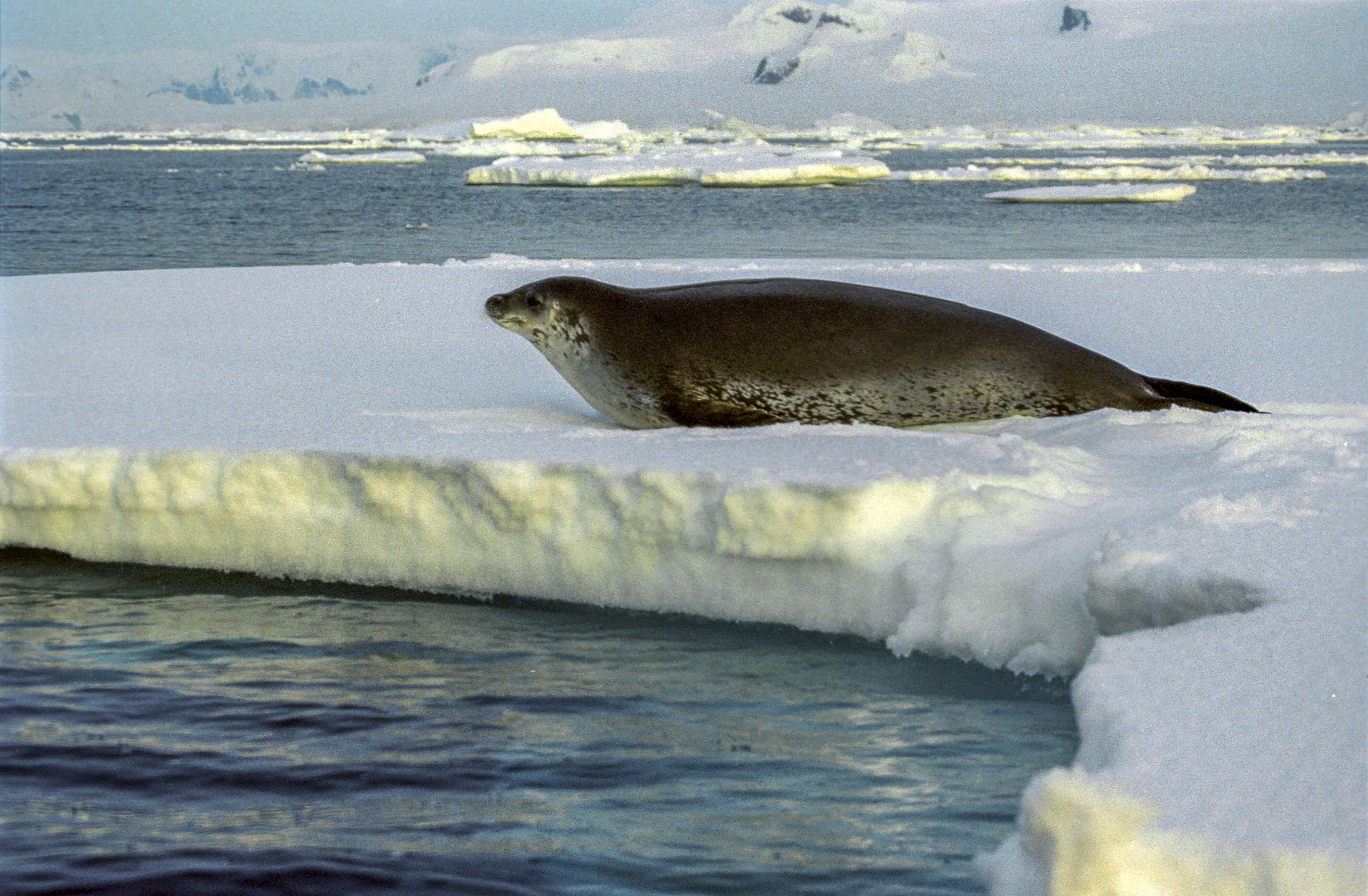 Image of Weddell seal