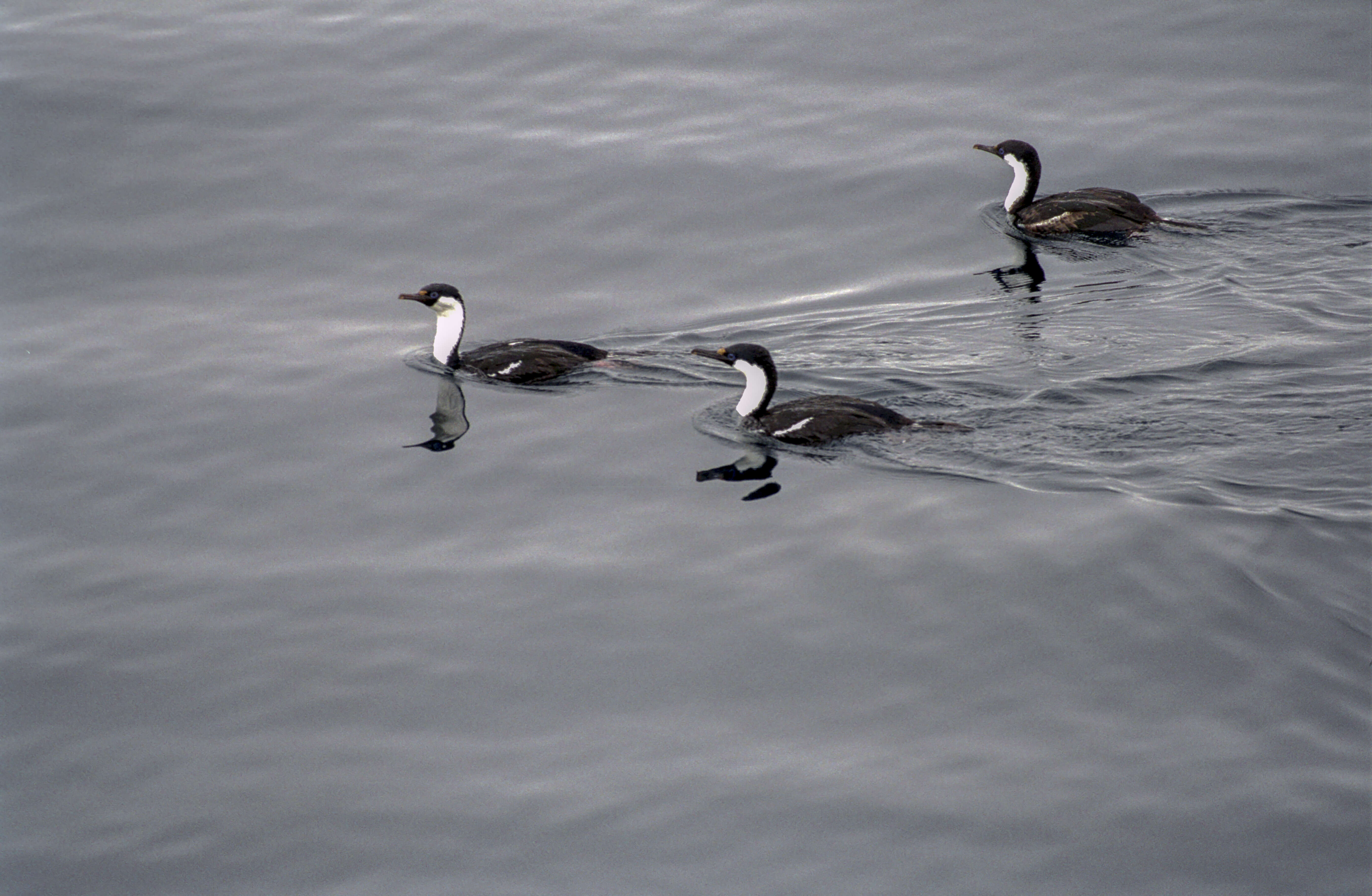 Image of Antarctic Shag