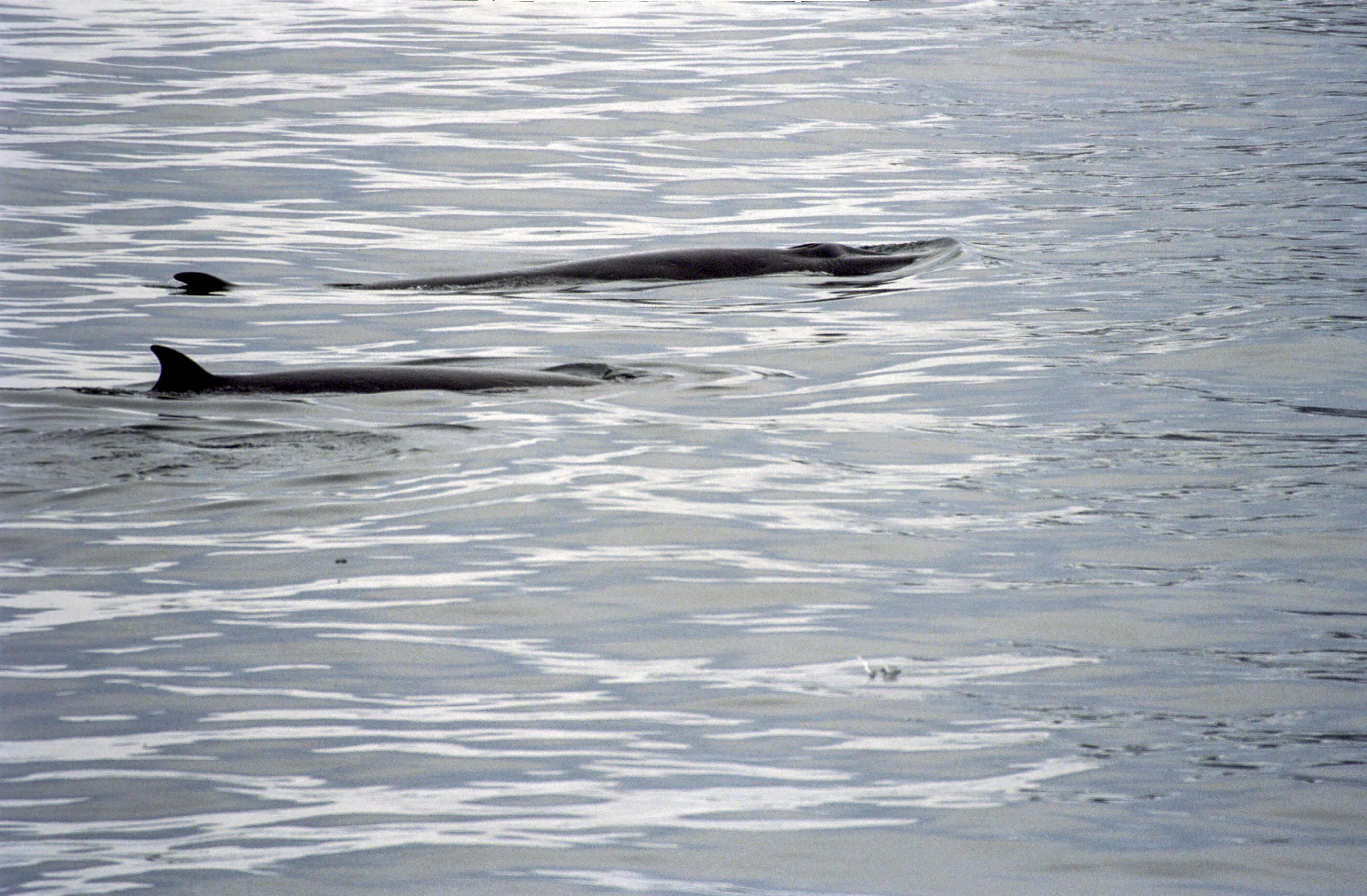 Image of Antarctic Minke Whale