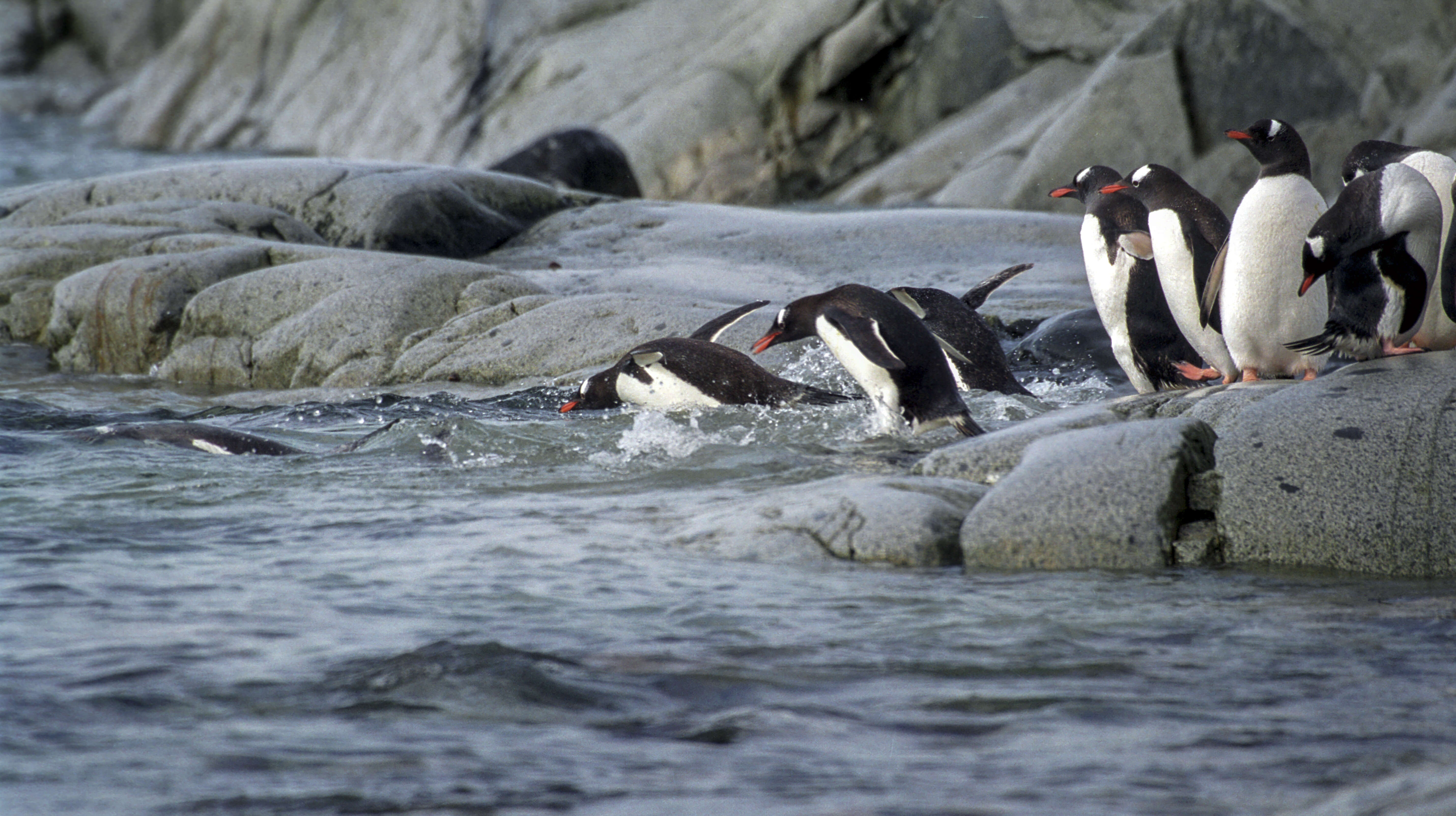 Image of Gentoo Penguin