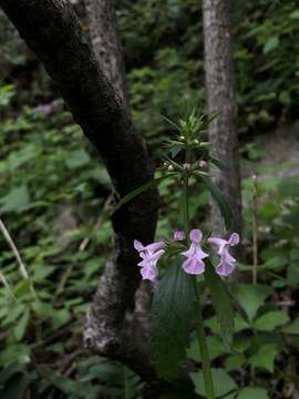 Imagem de Stachys bigelovii A. Gray