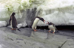 Image of Gentoo Penguin