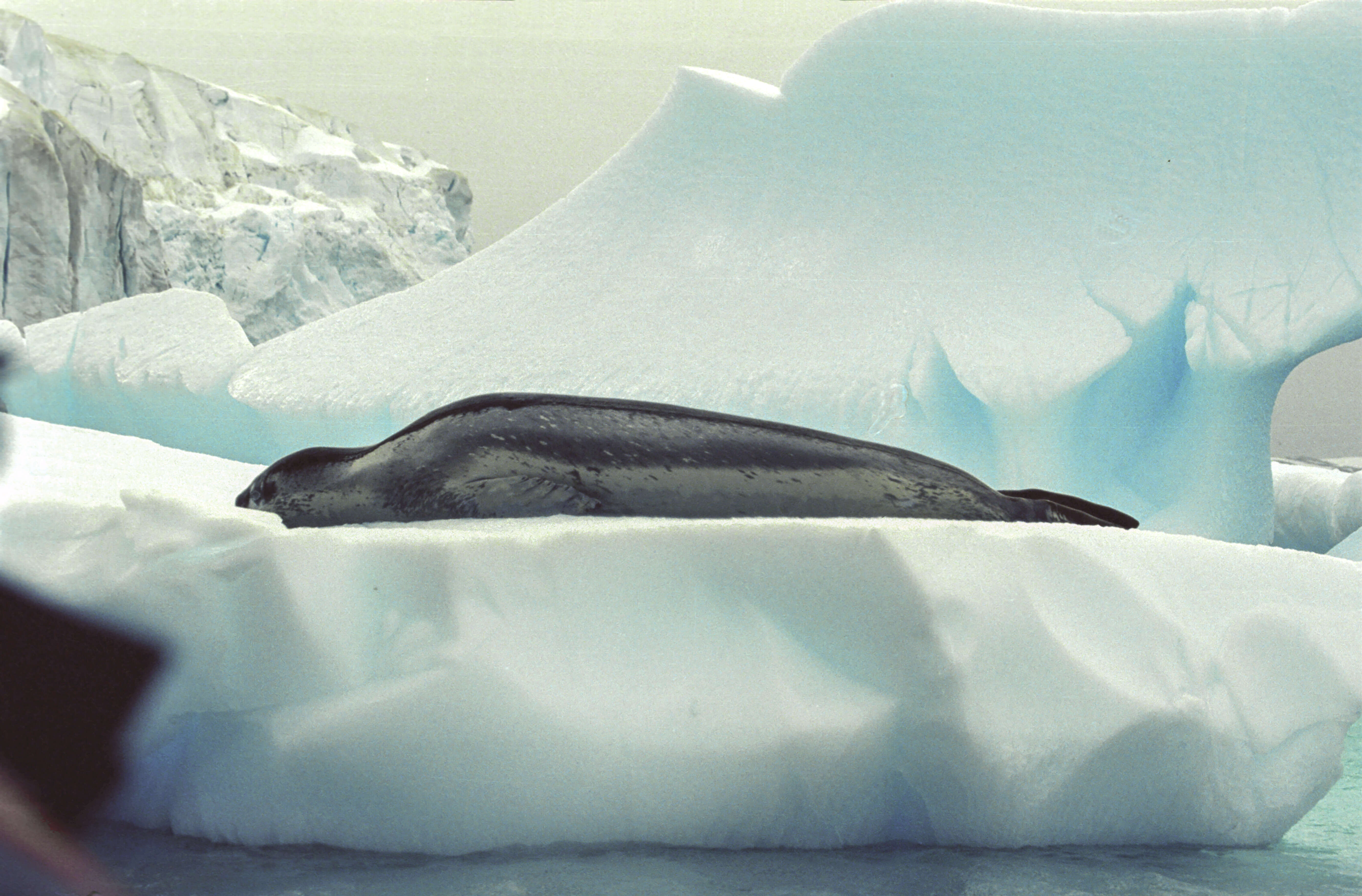 Image of leopard seal