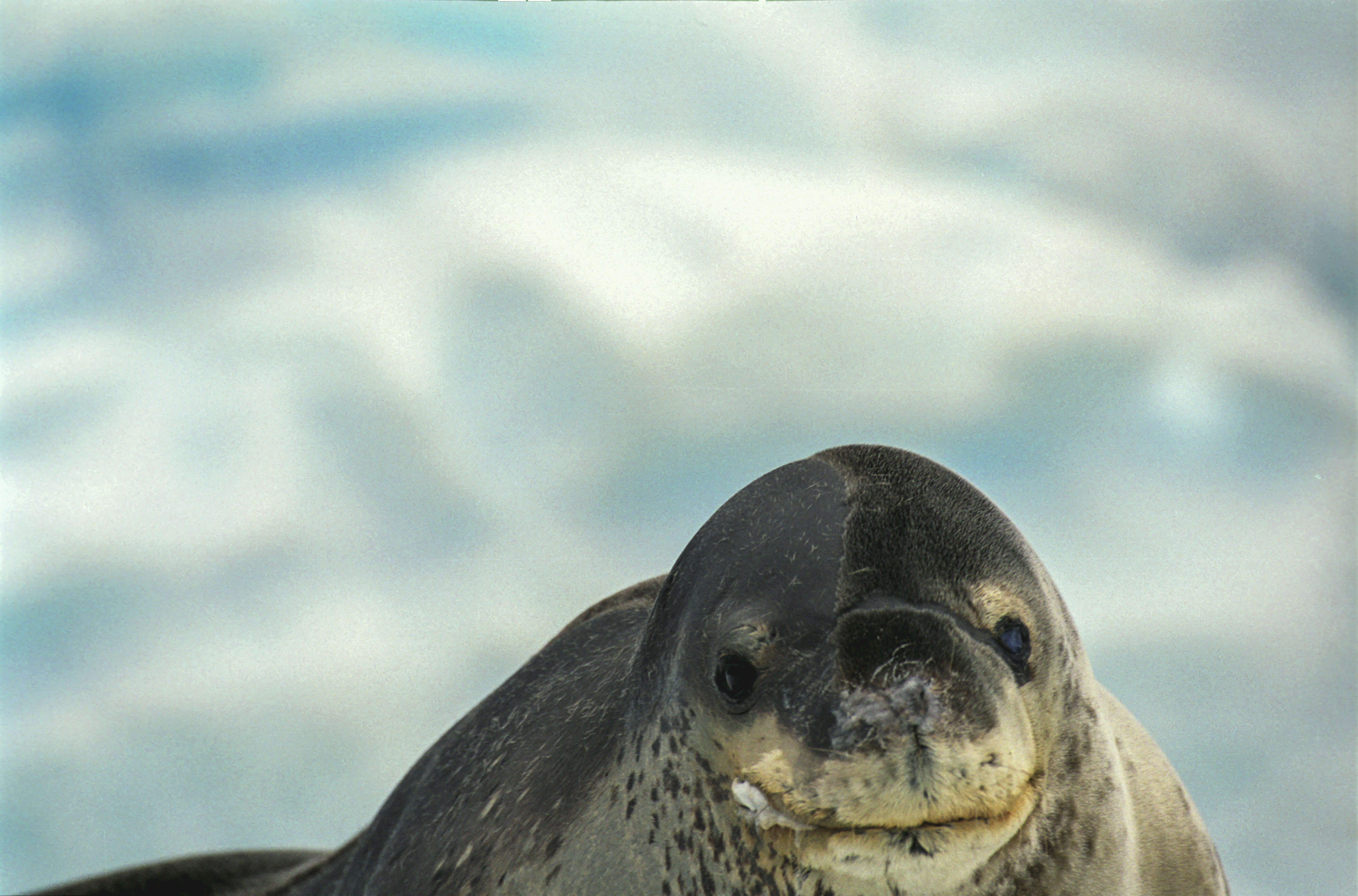 Image of leopard seal