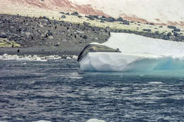 Image of leopard seal