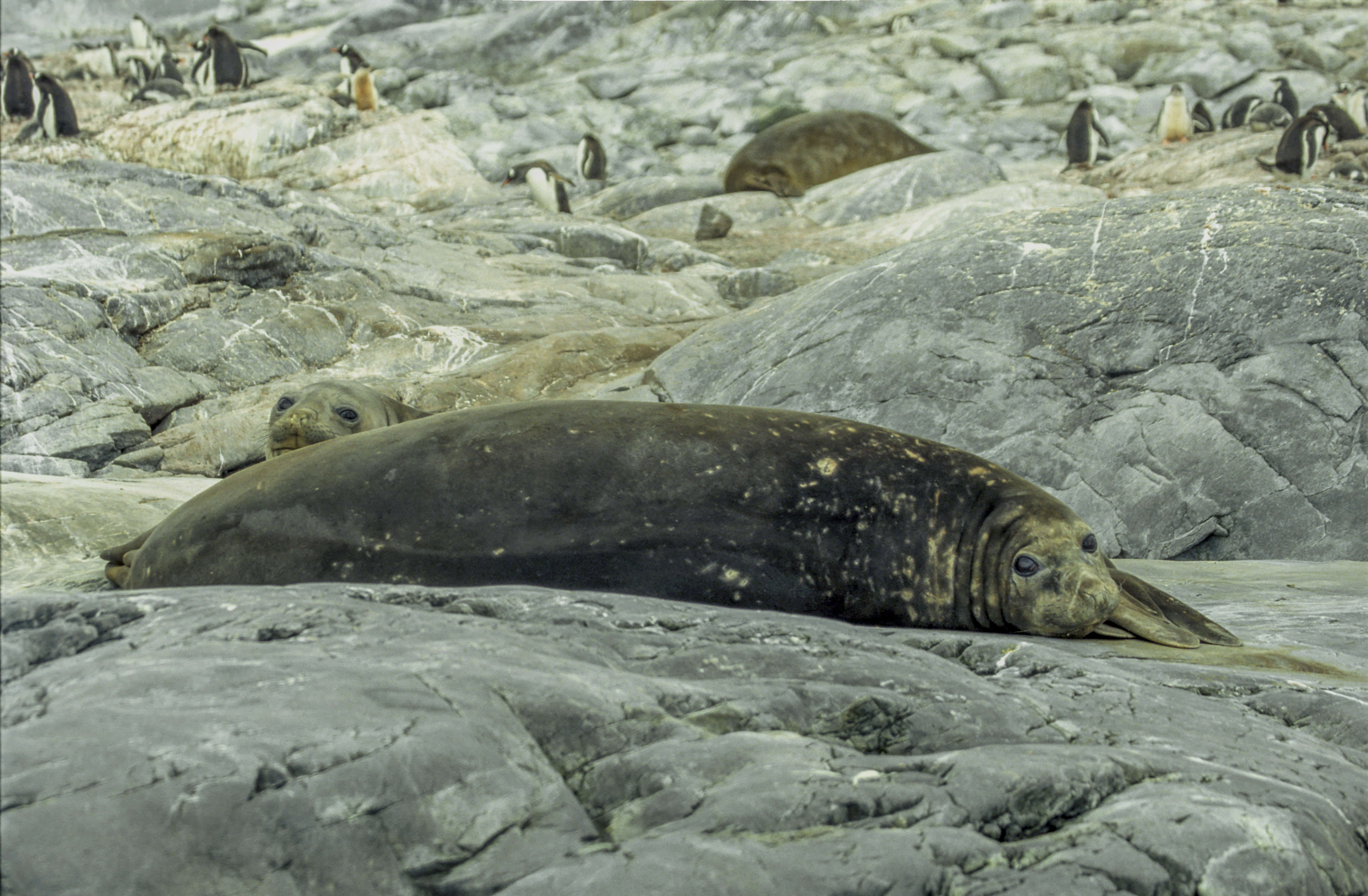 Image of South Atlantic Elephant-seal