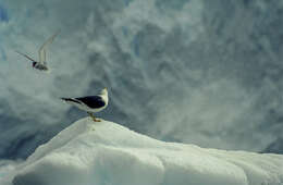 Image of Antarctic Tern