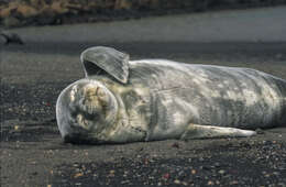 Image of Weddell seal