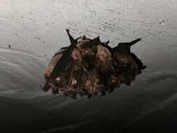 Image of Eastern Horseshoe Bat