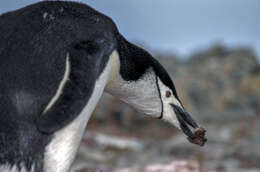 Image of Chinstrap Penguin