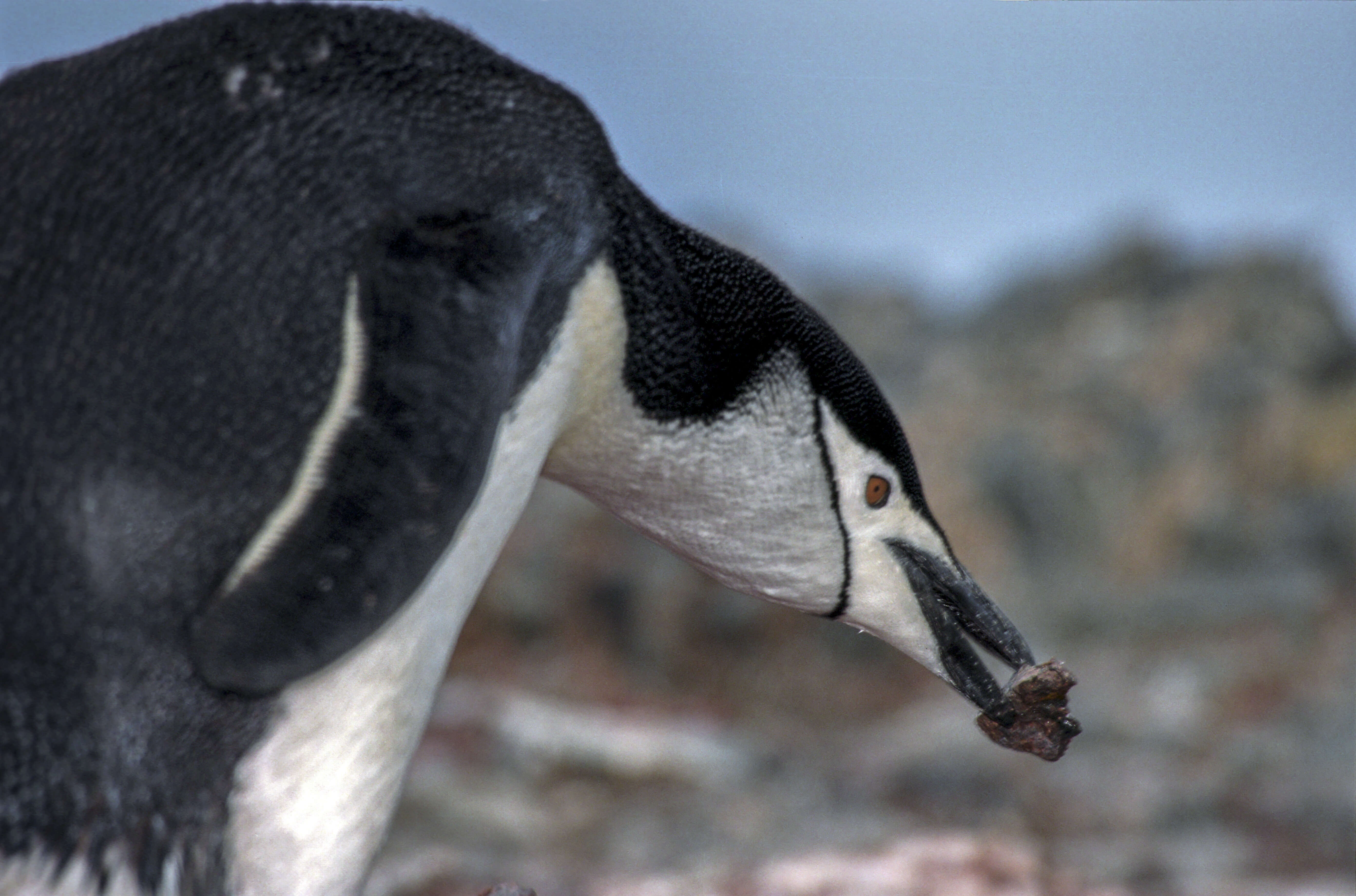 Plancia ëd Pygoscelis antarcticus (Forster & JR 1781)