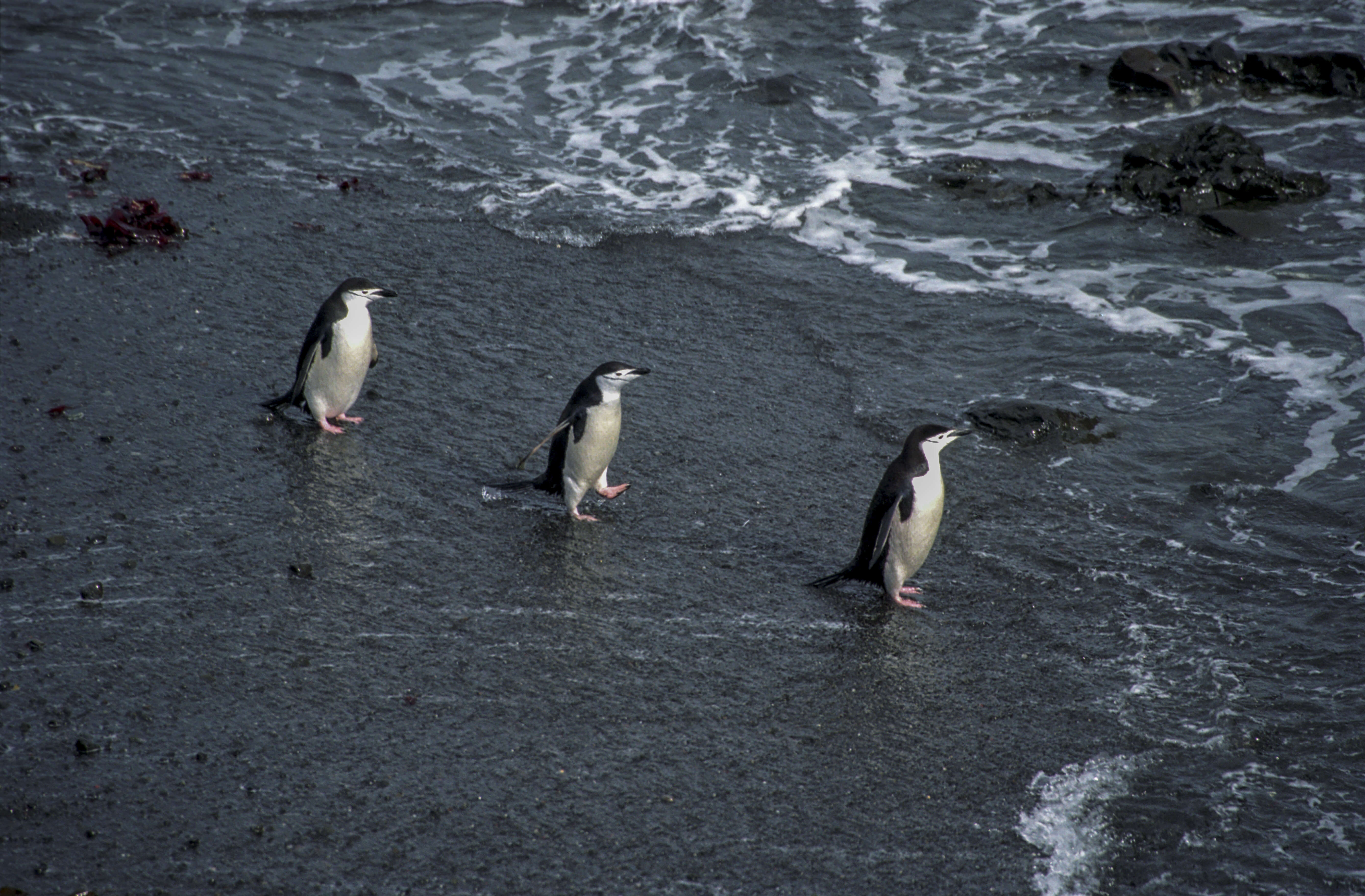 Image of Chinstrap Penguin