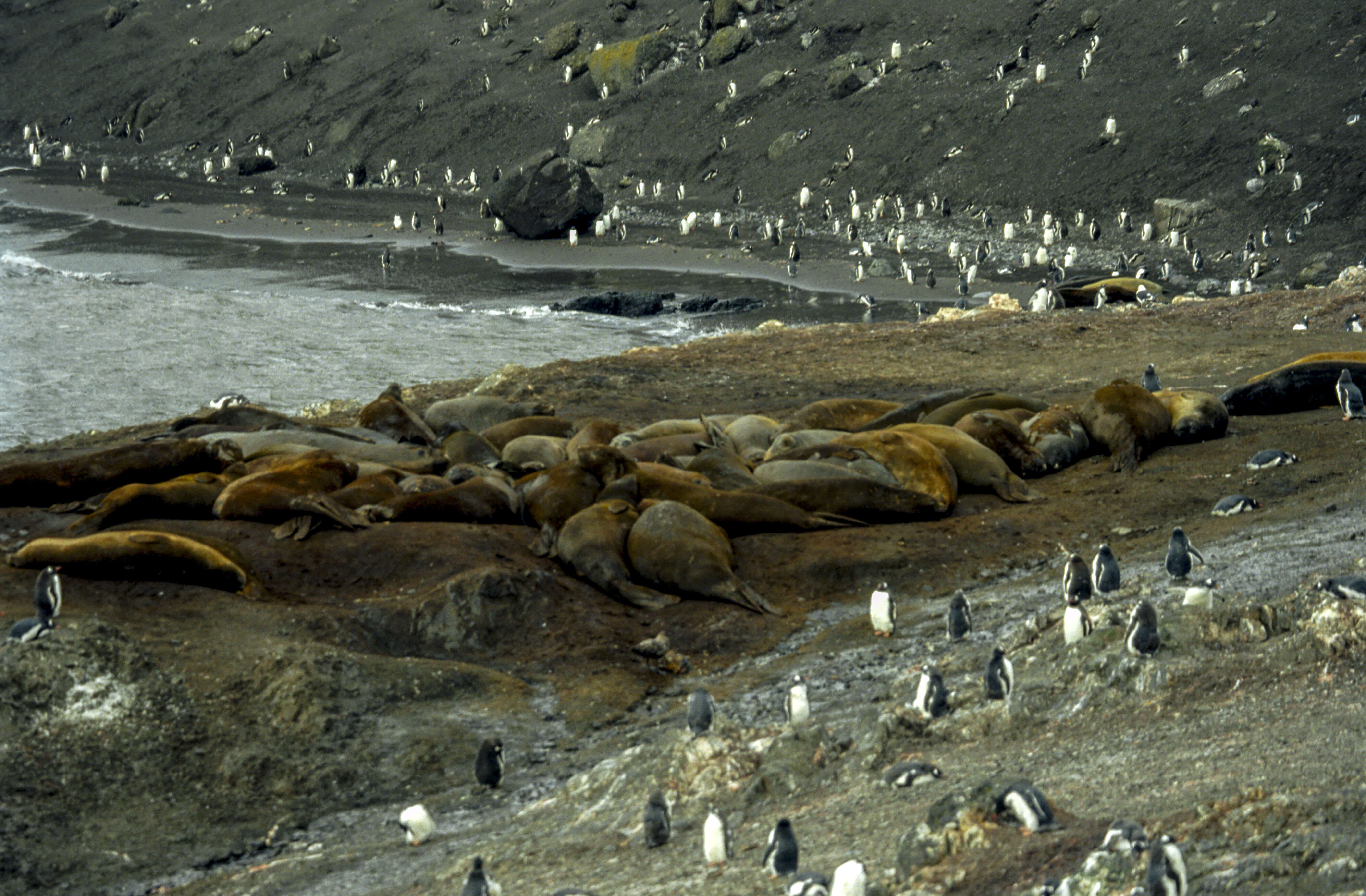 Image of South Atlantic Elephant-seal