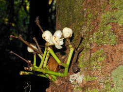 Image of Syzygium cormiflorum (F. Müll.) B. P. M. Hyland