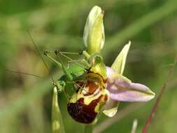 Image of Bee orchid