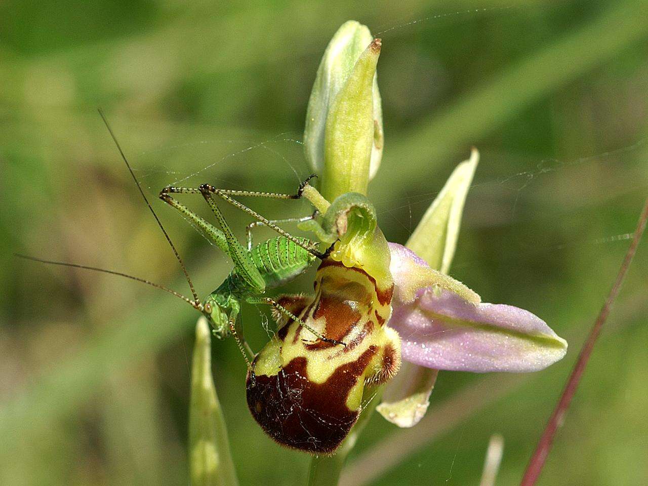 Image of Bee orchid