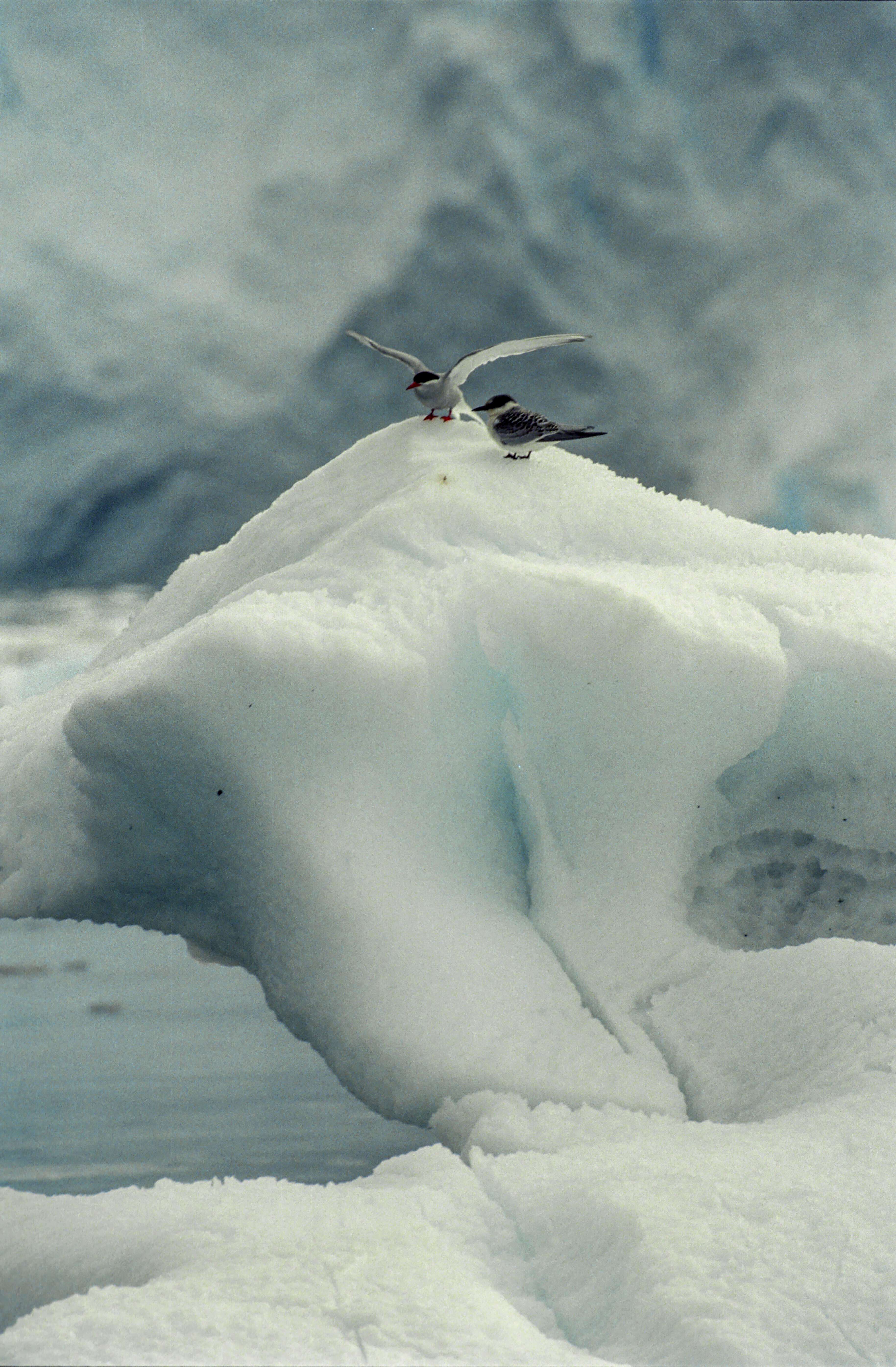 Image of Antarctic Tern