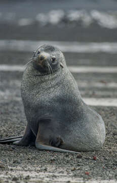 Image of eared seals