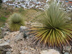 Image de Puya raimondii Harms