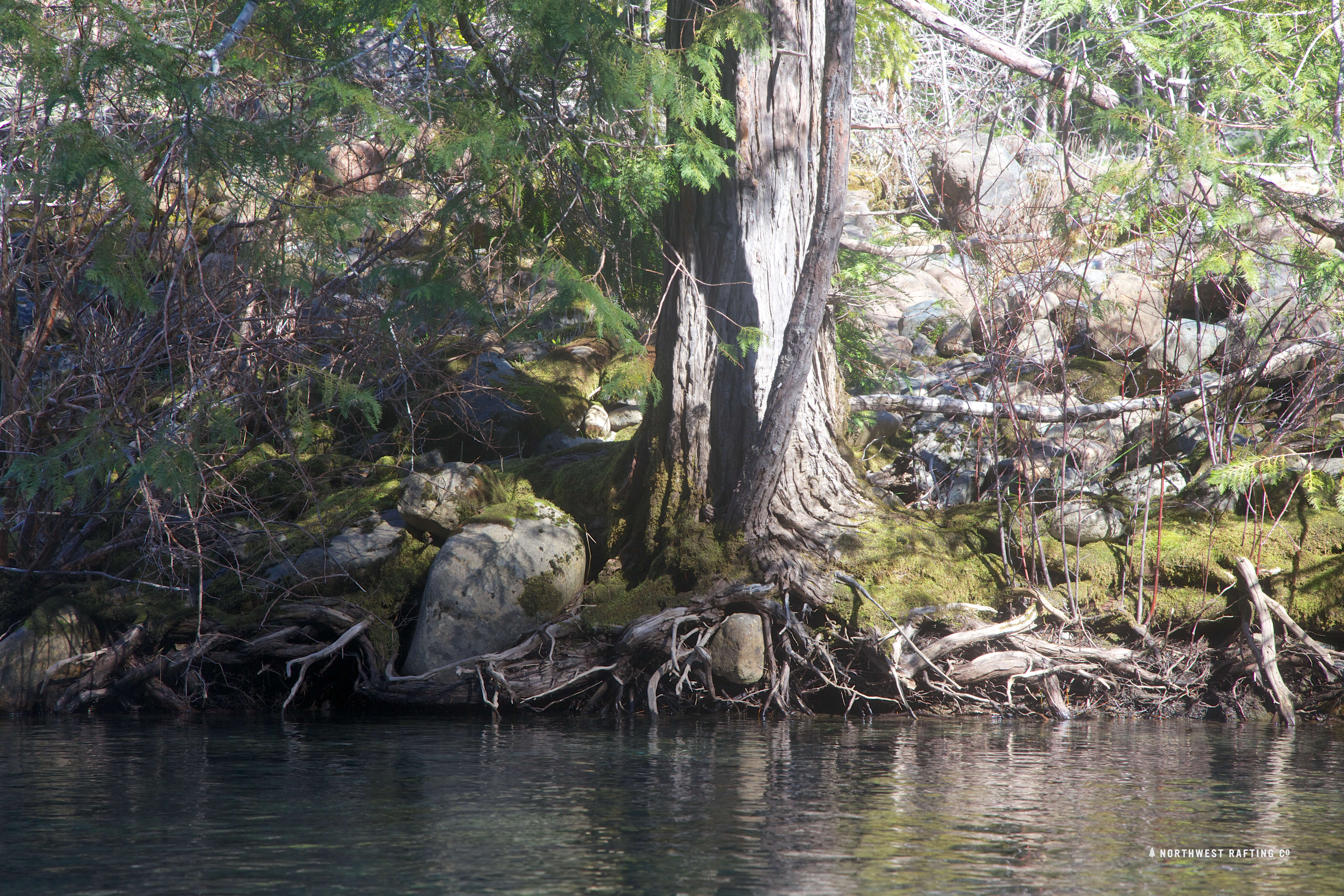 Image of Lawson's Cypress