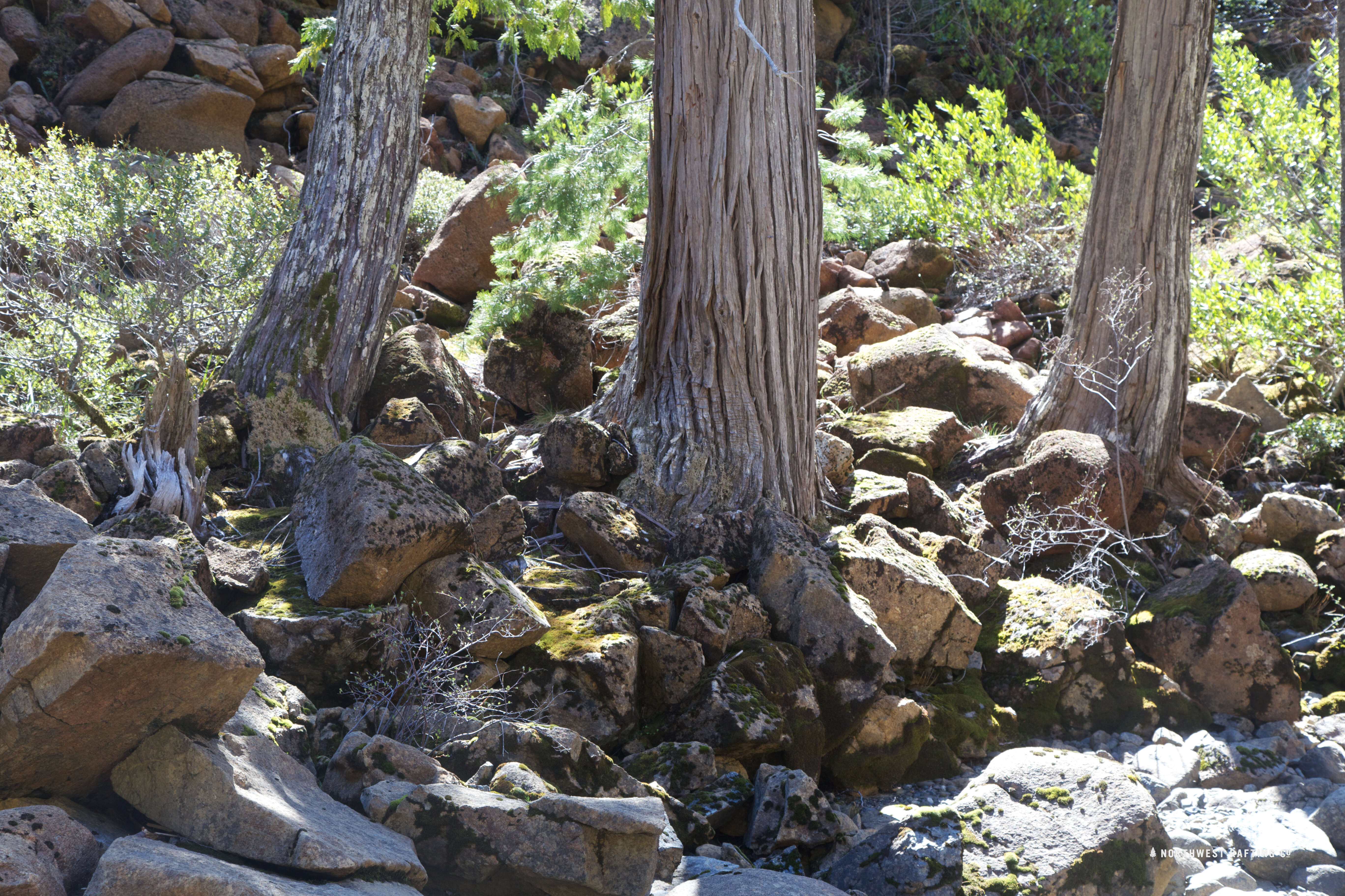 Image of Lawson's Cypress