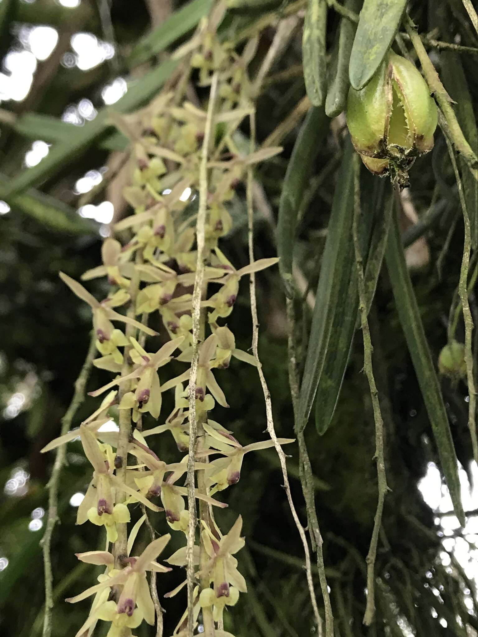 Image of Epidendrum moritzii Rchb. fil.