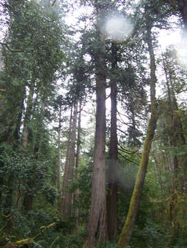 Image of Lawson's Cypress