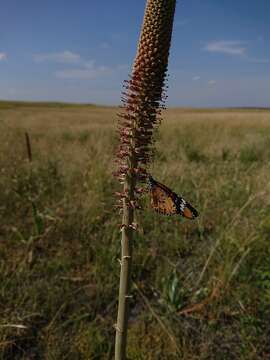 Image of Kniphofia typhoides Codd