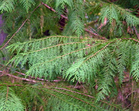 Image of Lawson's Cypress