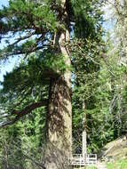 Image of Douglas Fir