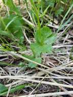 Image of Yellow Thimbleweed