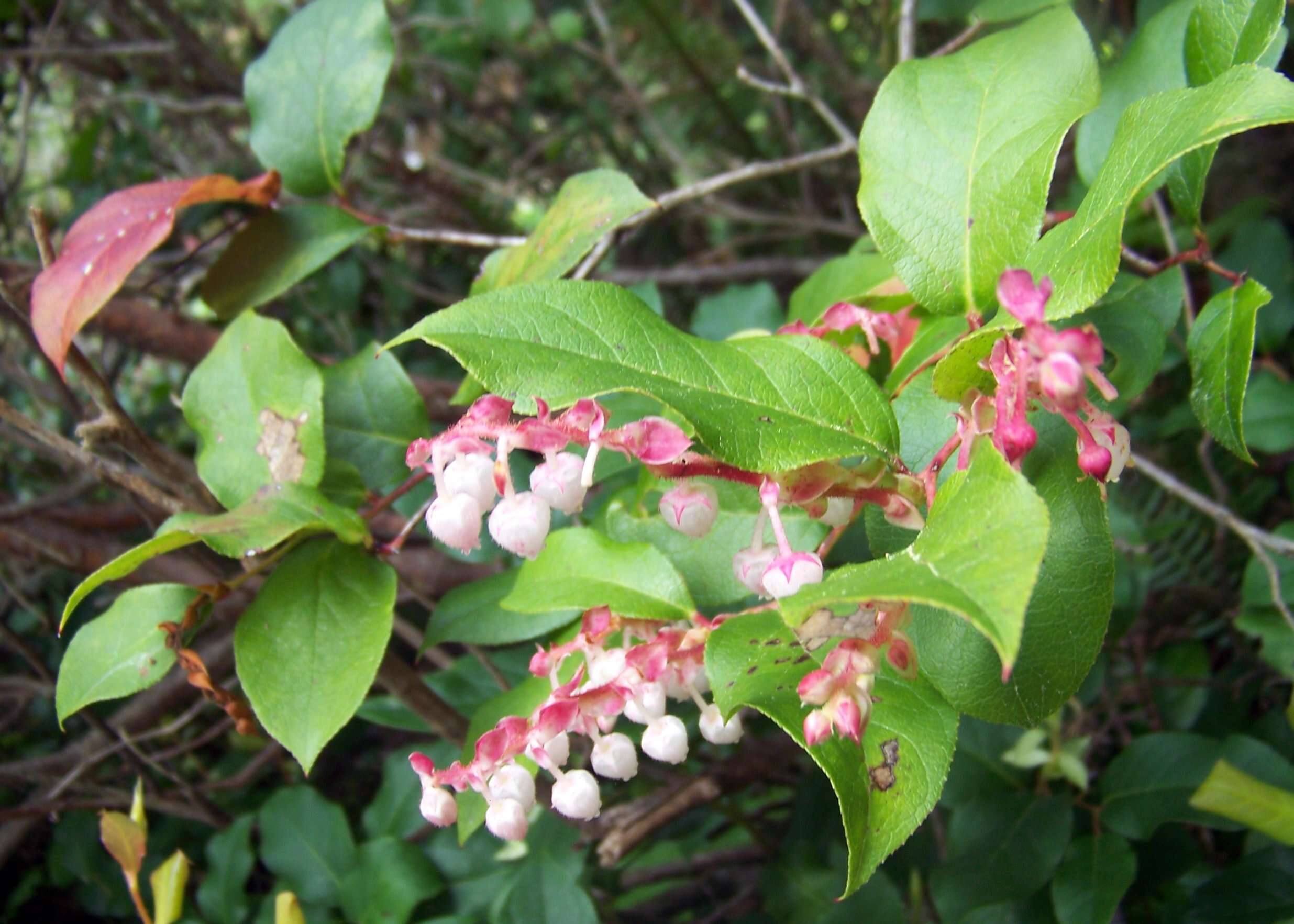 Image of salal