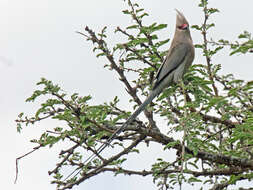 Urocolius macrourus (Linnaeus 1766) resmi