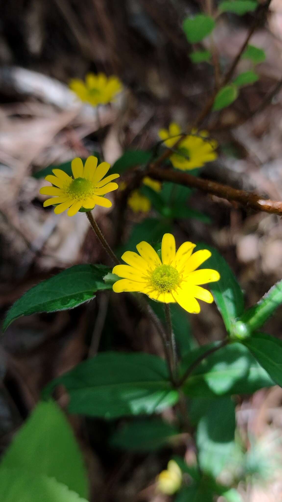 Image of Melampodium montanum Benth.