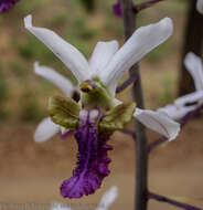 Image of Eulophia cristata (Afzel. ex Sw.) Steud.