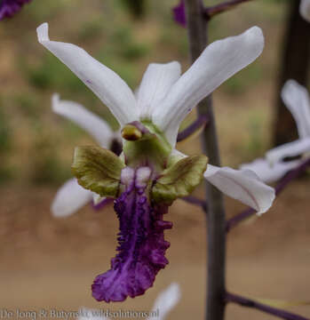 Image of Eulophia cristata (Afzel. ex Sw.) Steud.