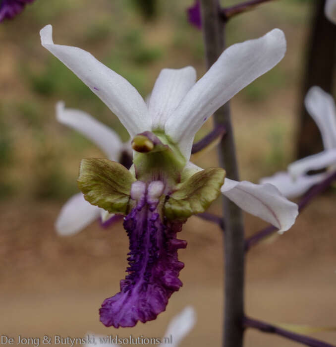 Image of Eulophia cristata (Afzel. ex Sw.) Steud.