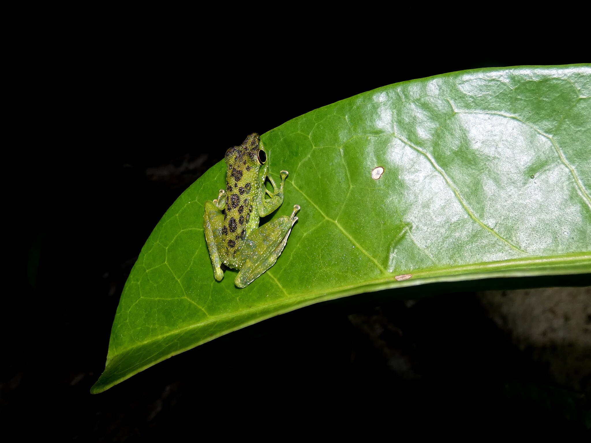 Image of Staurois guttatus (Günther 1858)