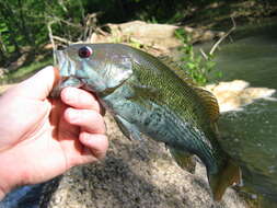 Image of Redeye Bass