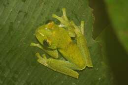 Image of Palmer's Treefrog