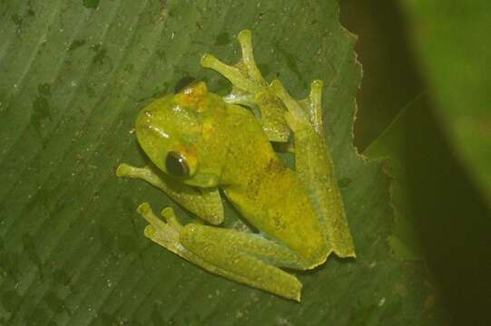 صورة Hyloscirtus palmeri (Boulenger 1908)