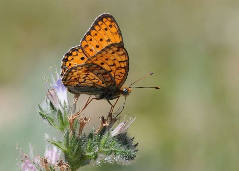 Imagem de Fabriciana niobe Linnaeus 1761