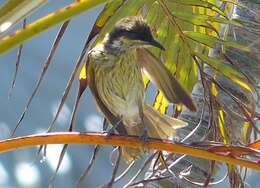 Image of Varied Honeyeater