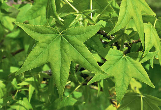 Image of American Sweetgum