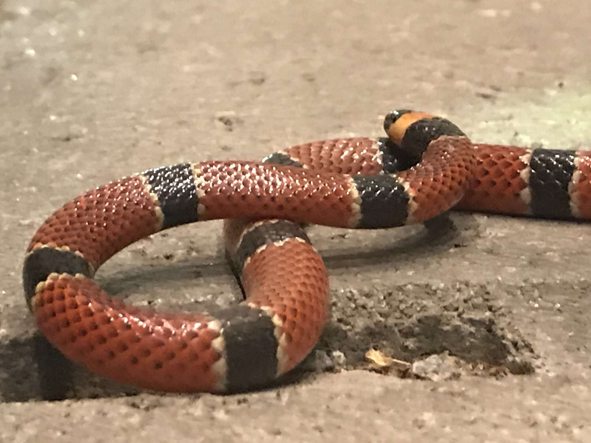 Image of Black-banded Coral Snake