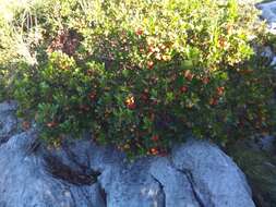 Image of strawberry tree