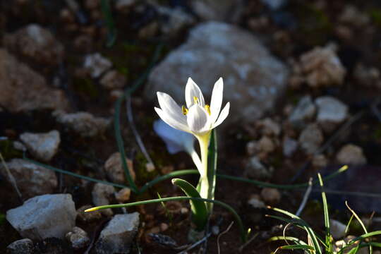 Image of Colchicum hungaricum Janka