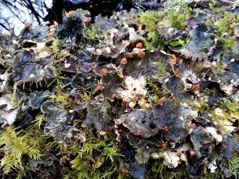 Image of membraneous felt lichen