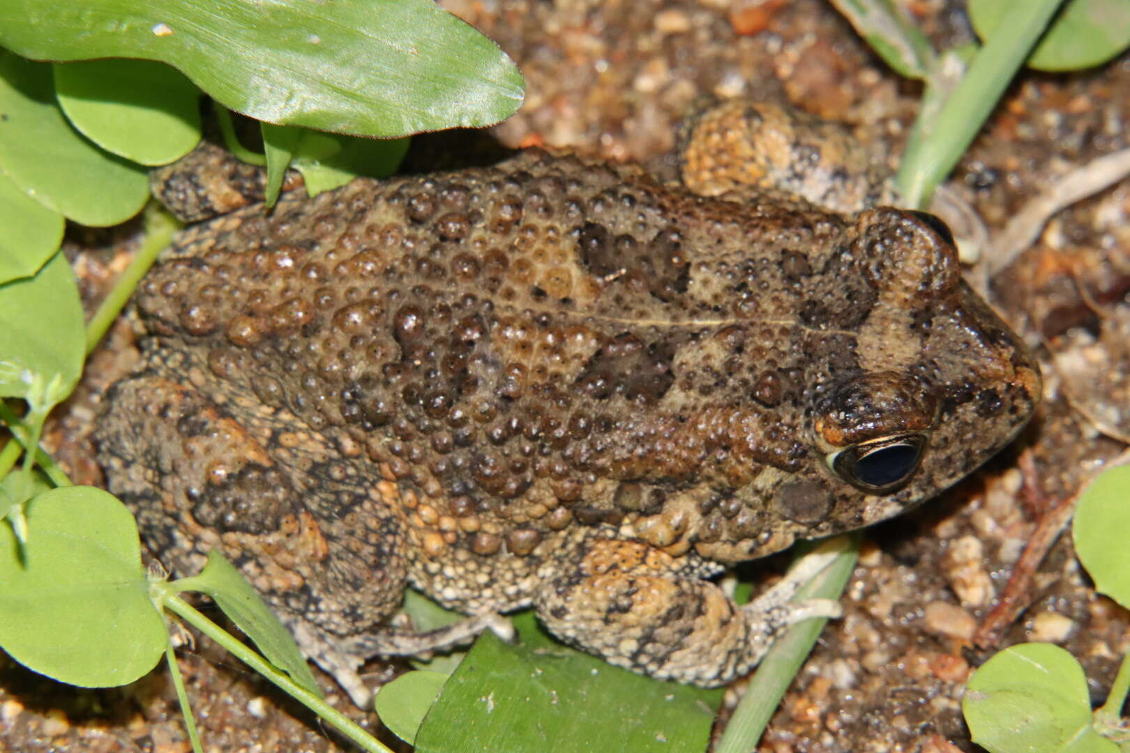 Image of Sclerophrys pusilla (Mertens 1937)