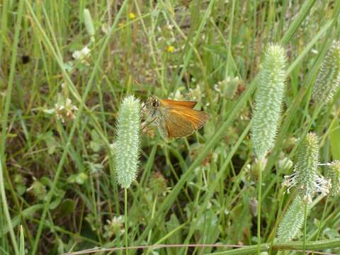 Image of small skipper